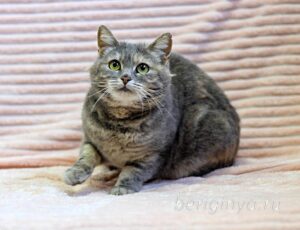 Кошка Сильва приют Беригиня