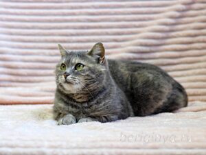 Кошка Сильва приют Беригиня