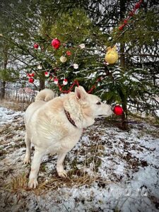 Собака Сноу приют Беригиня