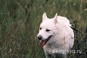 Собака Сноу приют Беригиня