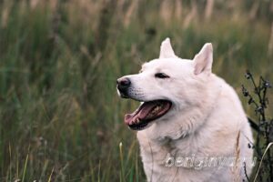 Собака Сноу приют Беригиня