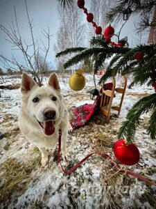 Собака Сноу приют Беригиня