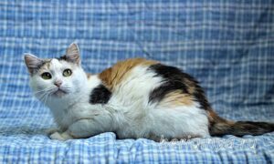 Кошка Соля приют Беригиня