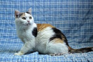 Кошка Соля приют Беригиня