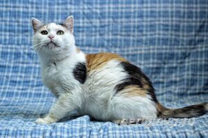 Кошка Соля приют Беригиня