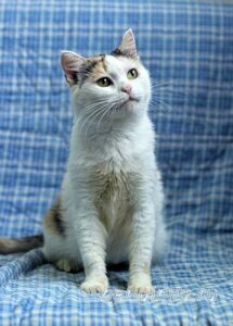 Кошка Соля приют Беригиня
