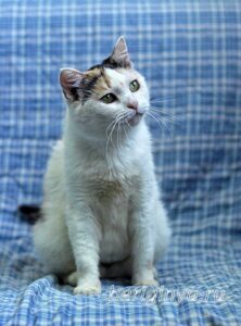 Кошка Соля приют Беригиня