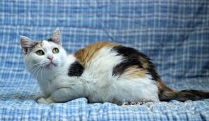 Кошка Соля приют Беригиня