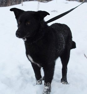 Собака Стелла
