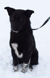Собака Стелла
