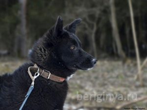 Собака Стелла