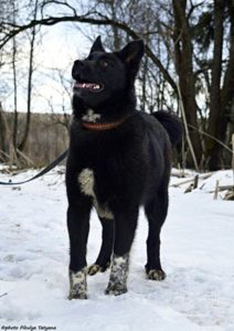 Собака Стелла