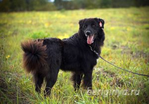 Собака Стен приют Беригиня