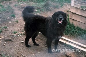 Собака Стэн приют Беригиня