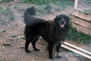Собака Стэн приют Беригиня
