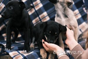 Собака Тия приют Беригиня