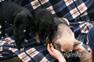 Собака Тия приют Беригиня