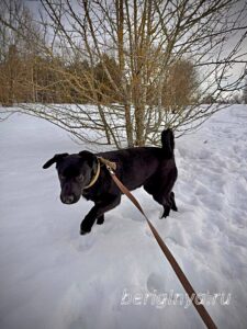 Собака Тия приют Беригиня