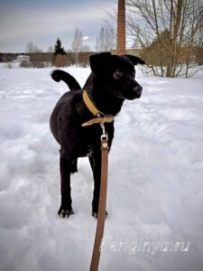 Собака Тия приют Беригиня