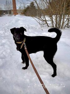 Собака Тия приют Беригиня