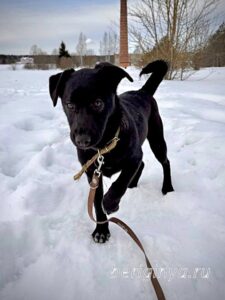 Собака Тия приют Беригиня