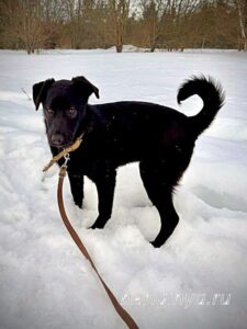 Собака Тия приют Беригиня