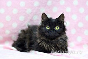 Кошка Угля приют Беригиня
