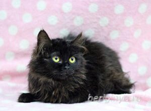Кошка Угля приют Беригиня