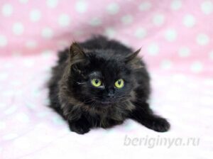 Кошка Угля приют Беригиня