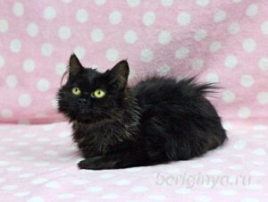 Кошка Угля приют Беригиня