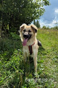 Собака Уран приют Беригиня