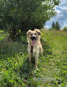 Собака Уран приют Беригиня