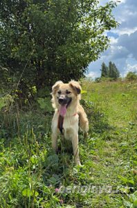 Собака Уран приют Беригиня
