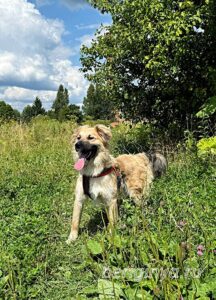Собака Уран приют Беригиня