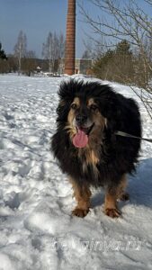 Собака Урман приют Беригиня