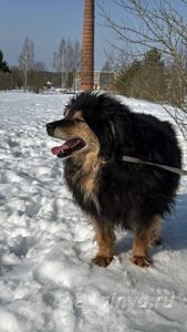 Собака Урман приют Беригиня