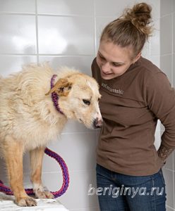 Собака Урса приют Беригиня