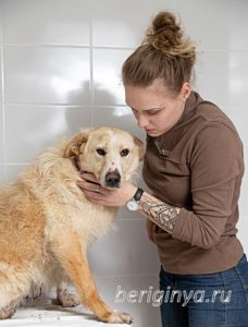 Собака Урса приют Беригиня