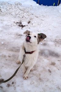Собака Ваниль приют Беригиня