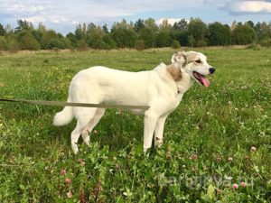 Собака Ваниль приют Беригиня