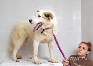 Собака Ваниль приют Беригиня