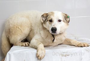 Собака Ваниль приют Беригиня