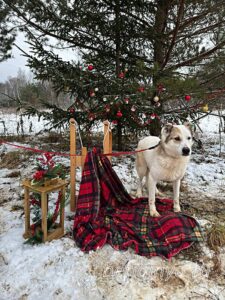 Собака Ваниль приют Беригиня