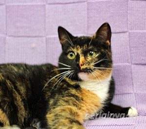 Кошка Василиса приют Беригиня