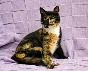 Кошка Василиса приют Беригиня