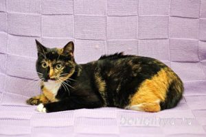Кошка Василиса приют Беригиня