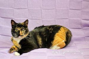 Кошка Василиса приют Беригиня