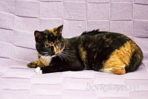 Кошка Василиса приют Беригиня