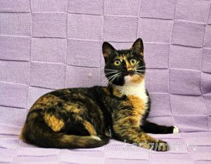 Кошка Василиса приют Беригиня