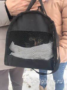 Кошка Василиса приют Беригиня